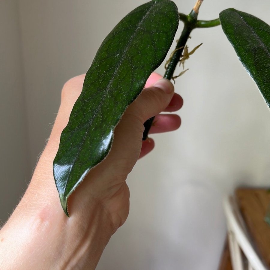 Hoya Globulosa stickling växt