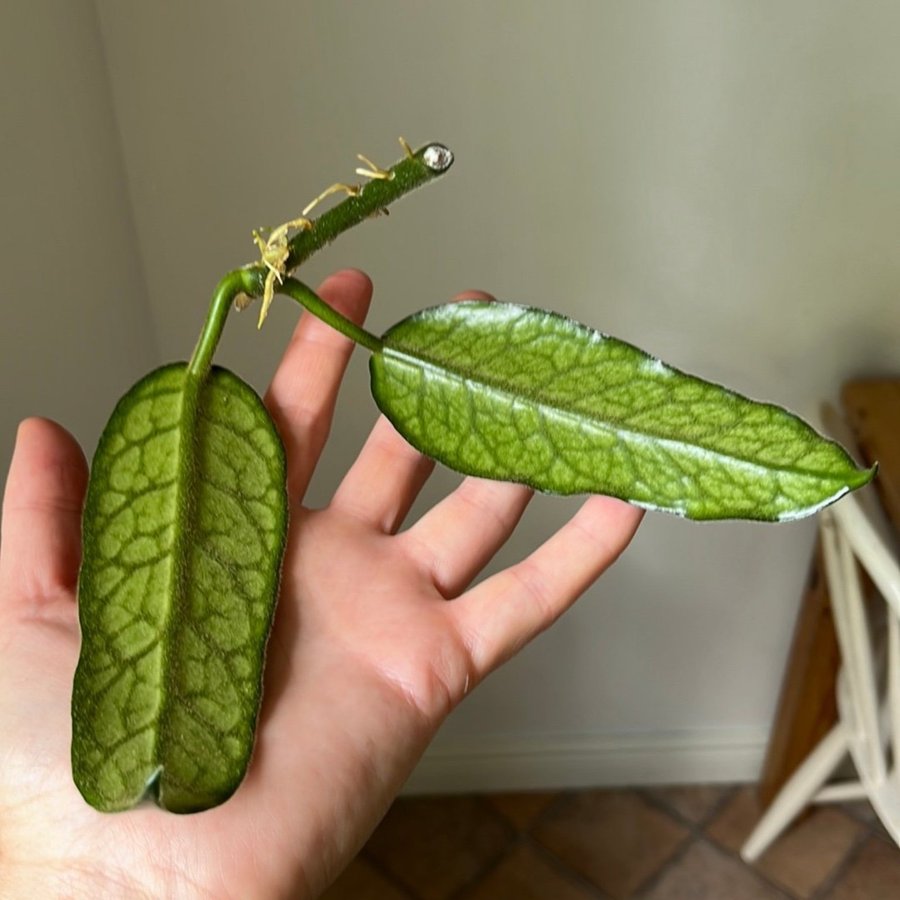 Hoya Globulosa stickling växt