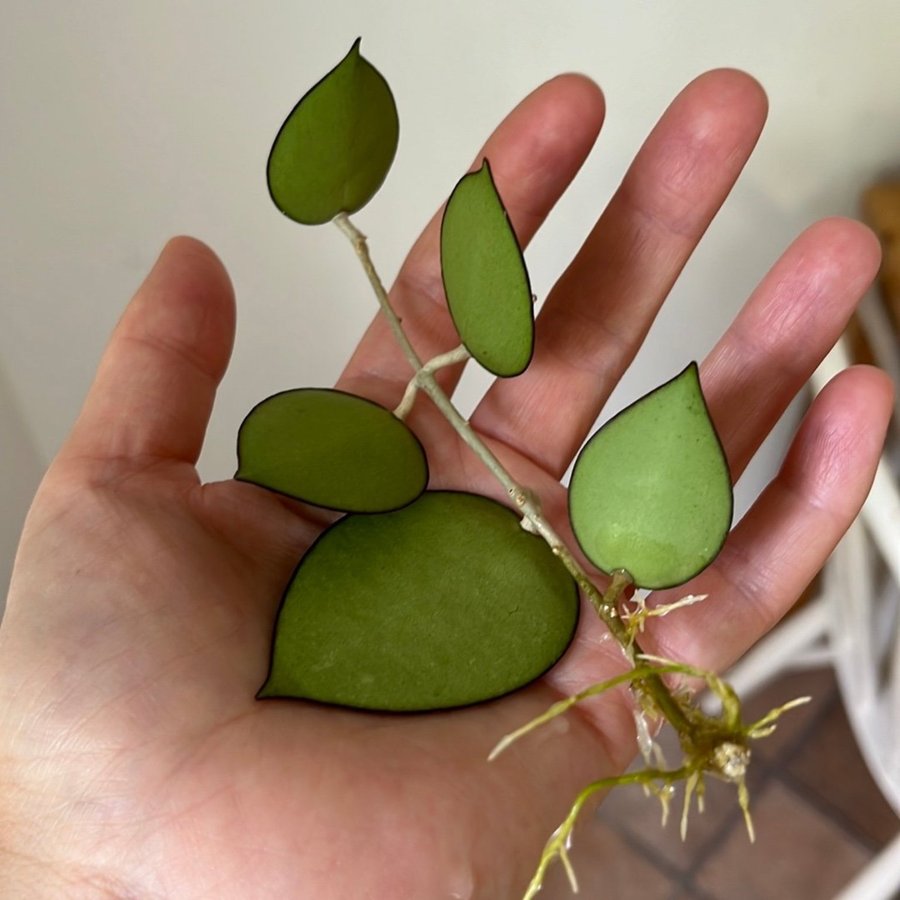 Hoya Verticillata ’Black margin’ stickling växt planta