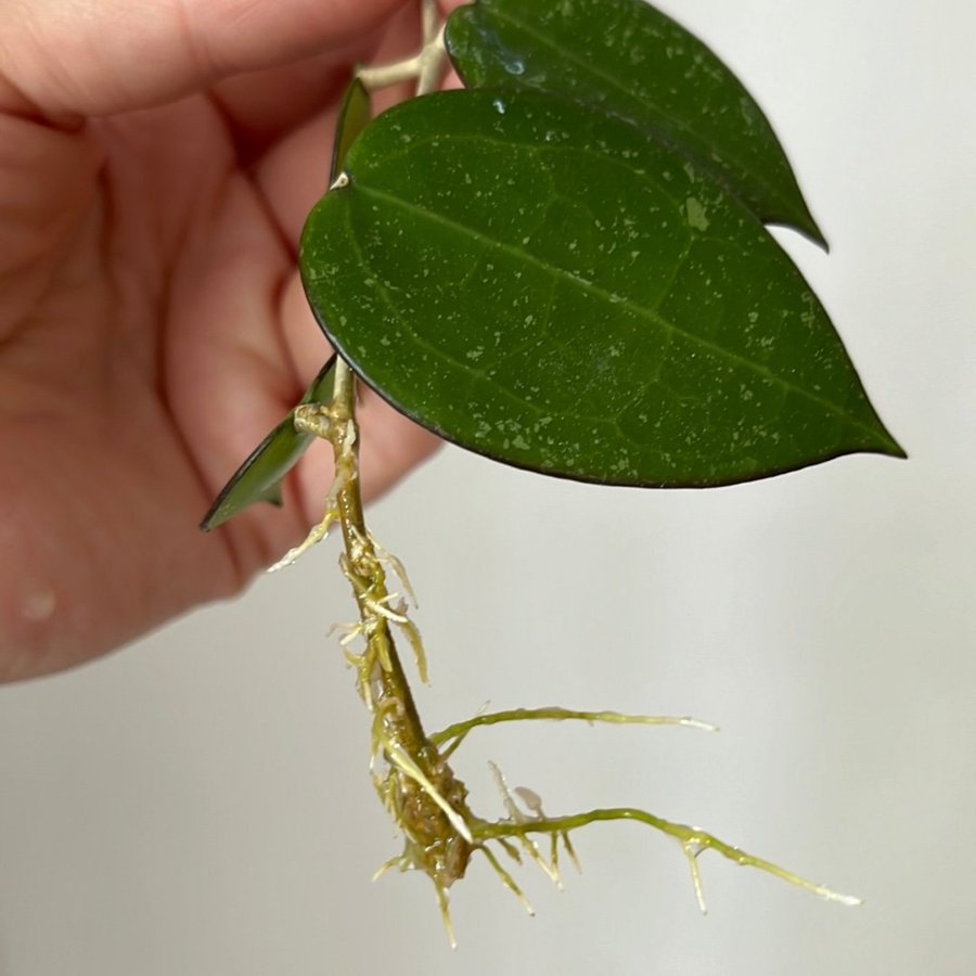 Hoya Verticillata ’Black margin’ stickling växt planta