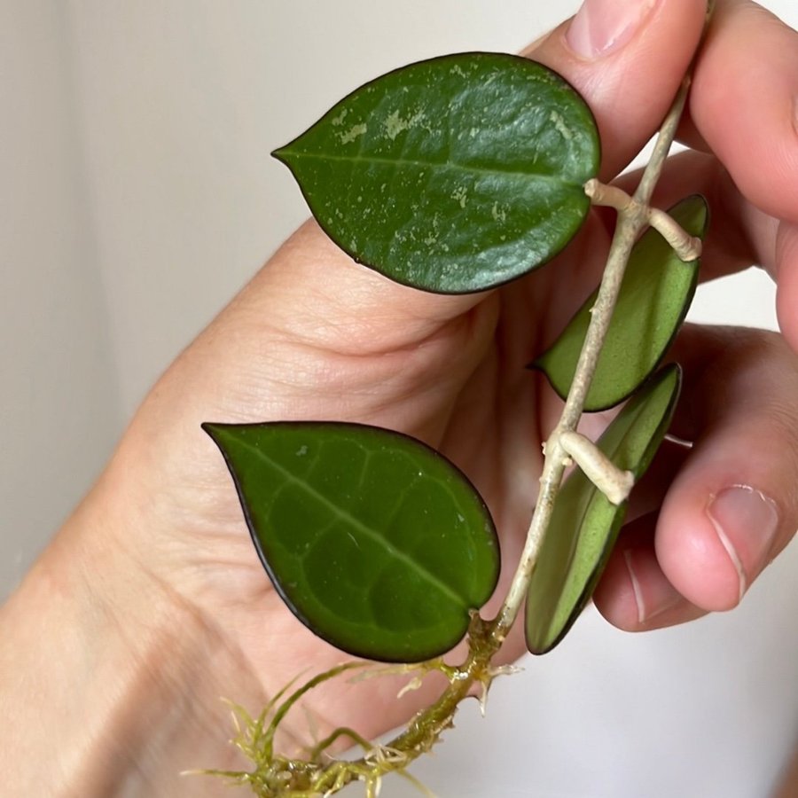 Hoya Verticillata ’Black margin’ stickling växt planta