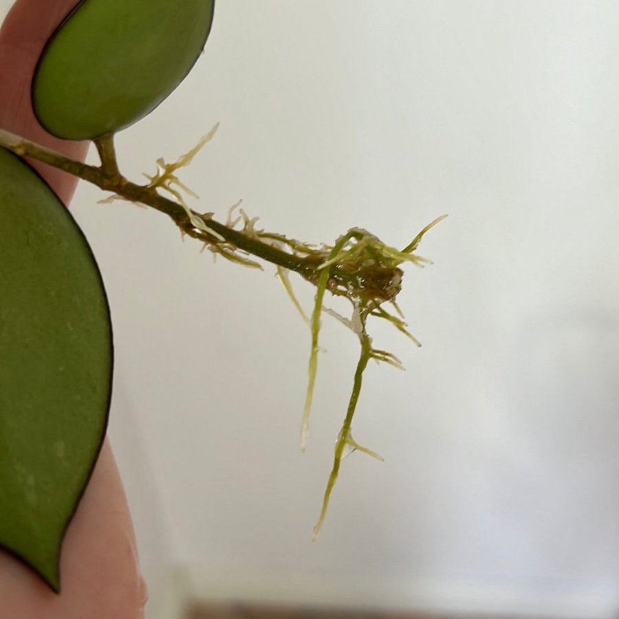 Hoya Verticillata ’Black margin’ stickling växt planta