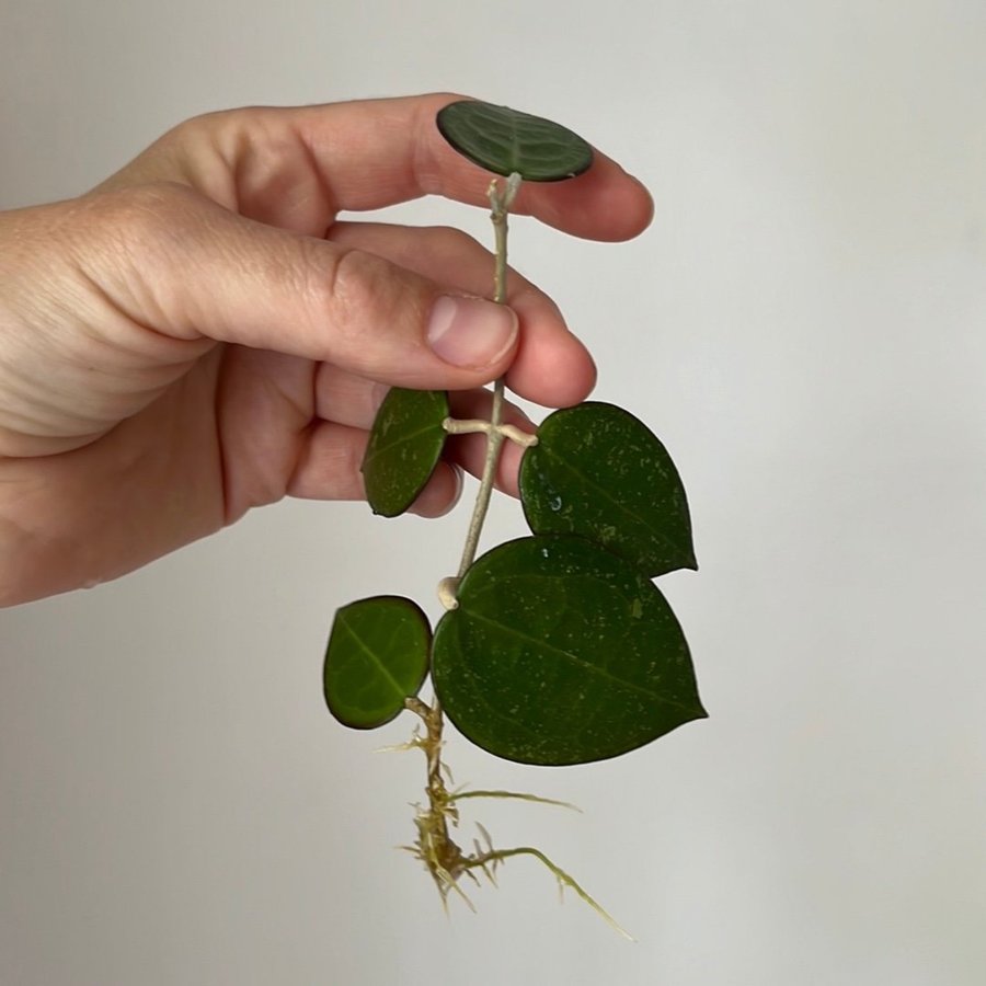 Hoya Verticillata ’Black margin’ stickling växt planta