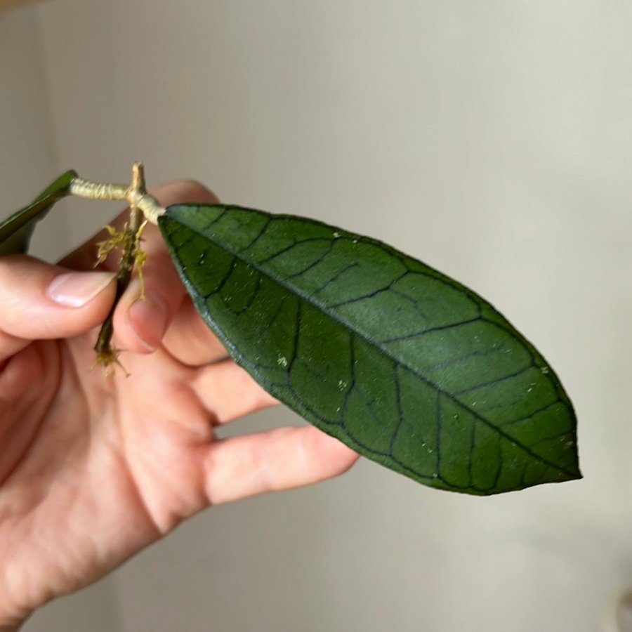 Hoya Borneo Gunung Gading stickling växt planta