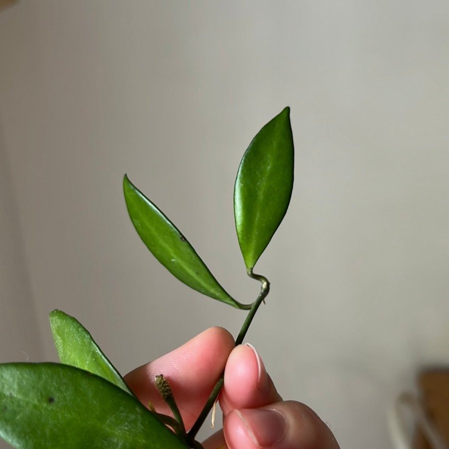 Hoya Davidcummingii stickling växt