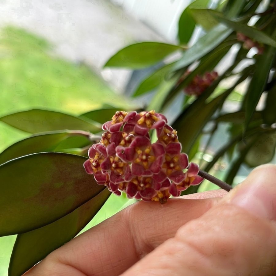 Hoya Davidcummingii stickling växt