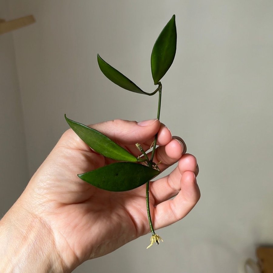 Hoya Davidcummingii stickling växt