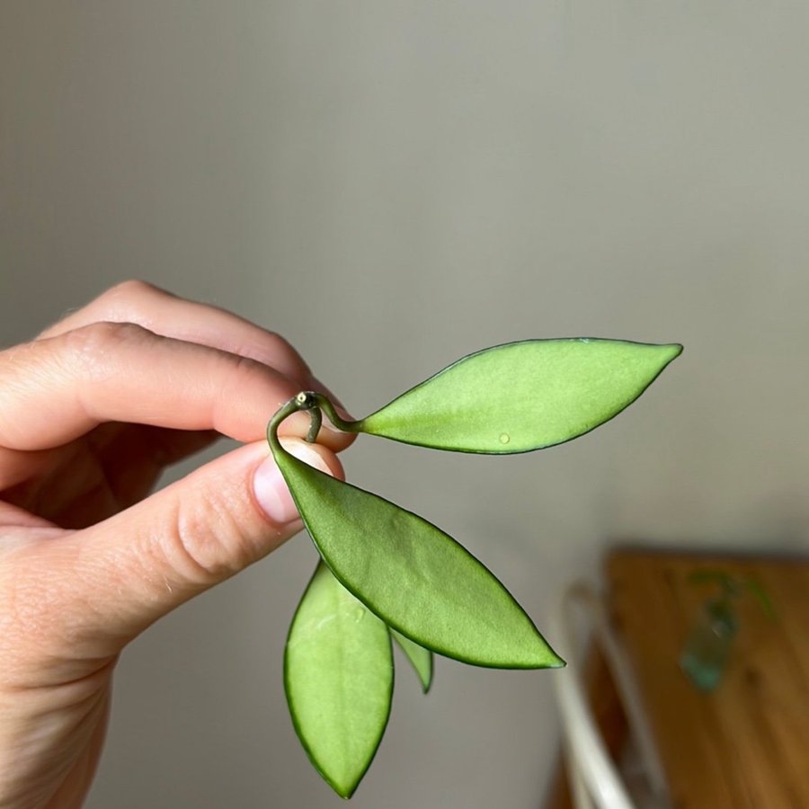 Hoya Davidcummingii stickling växt