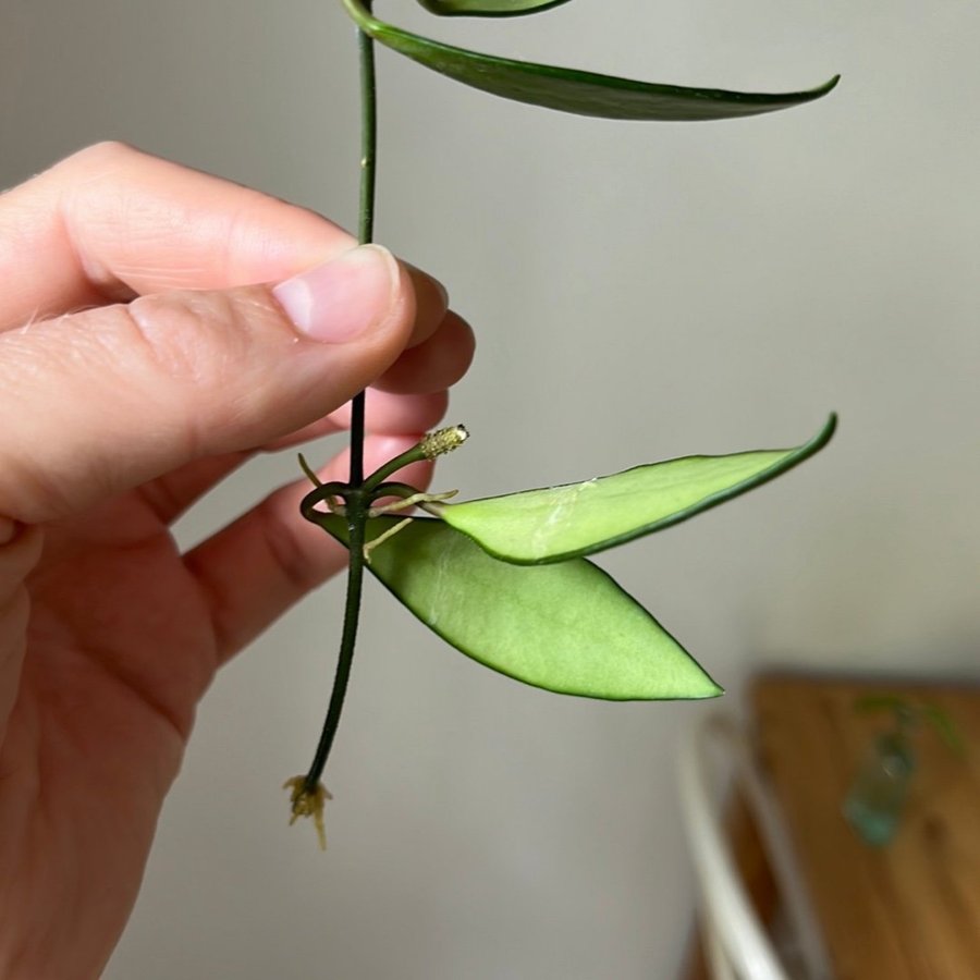 Hoya Davidcummingii stickling växt