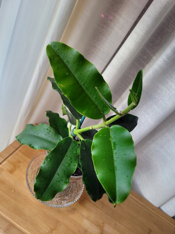 Hoya Imperialis v Rauchii Porslinsblomma Planta 16 Blad