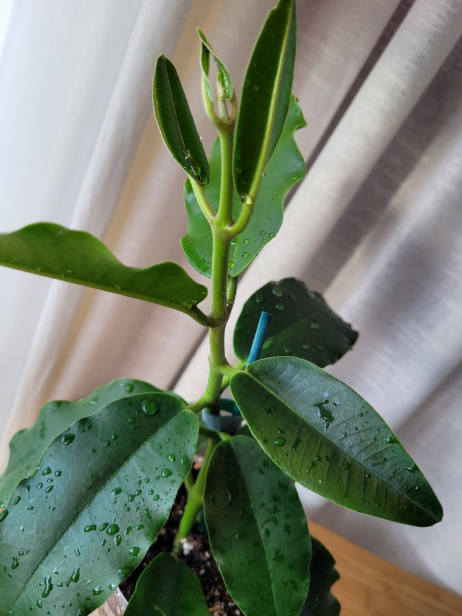 Hoya Imperialis v Rauchii Porslinsblomma Planta 16 Blad