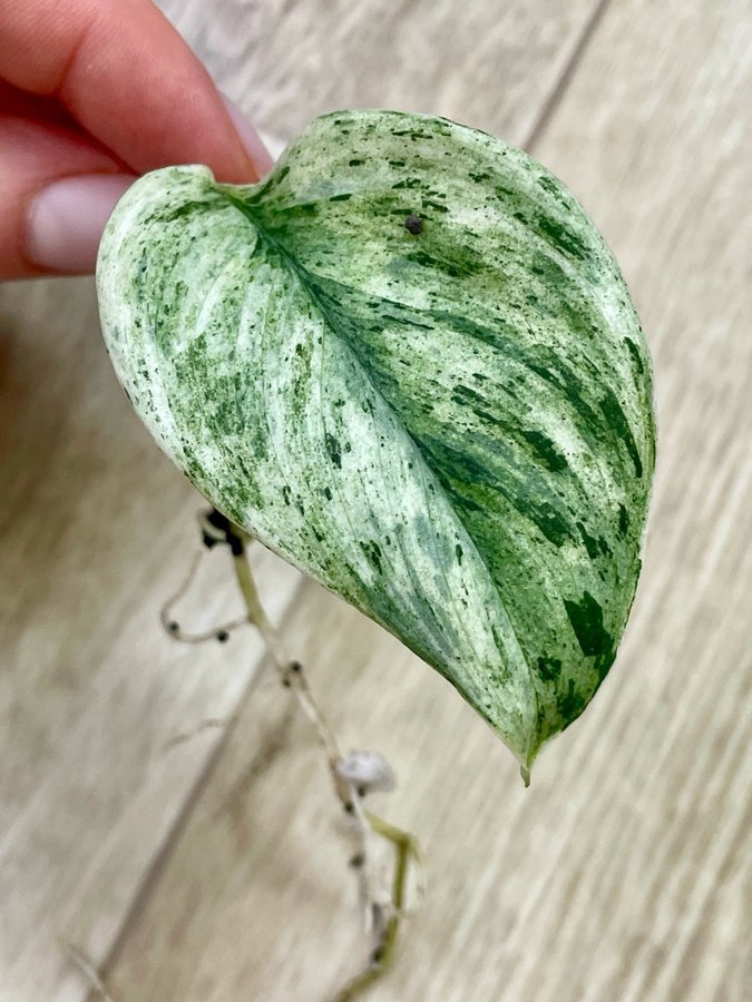 Scindapsus Katas Variegata