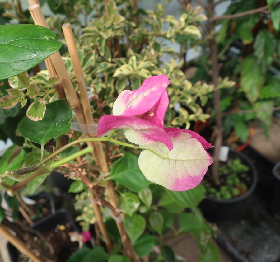 Bougainvillea - "Chitra" - Välrotad växt - ca 50 hög från jordkanten