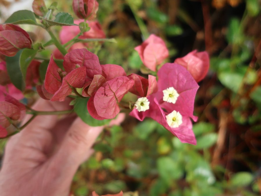 Bougainvillea - "Chitra" - Välrotad växt - ca 50 hög från jordkanten