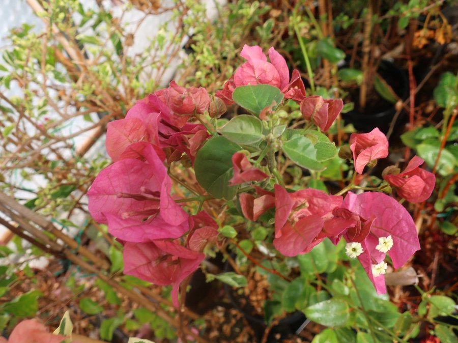 Bougainvillea - "Chitra" - Välrotad växt - ca 50 hög från jordkanten