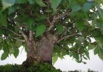 Japansk Zelkova frön