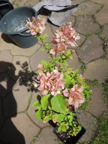 Bougainvillea - "Rosa dvärgform" - Välrotad växt - Sällsynt