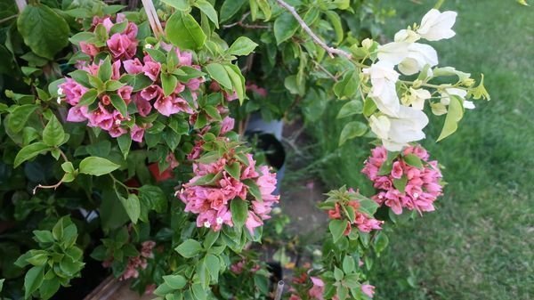 Bougainvillea - "Rosa dvärgform" - Välrotad växt - Sällsynt