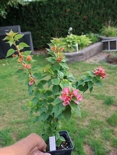 Bougainvillea - "Rosa dvärgform" - Välrotad växt - Sällsynt