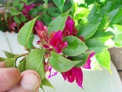 Bougainvillea - "Thai röd" - Välrotad Flergrenad växt ca 30 cm - Sällsynt