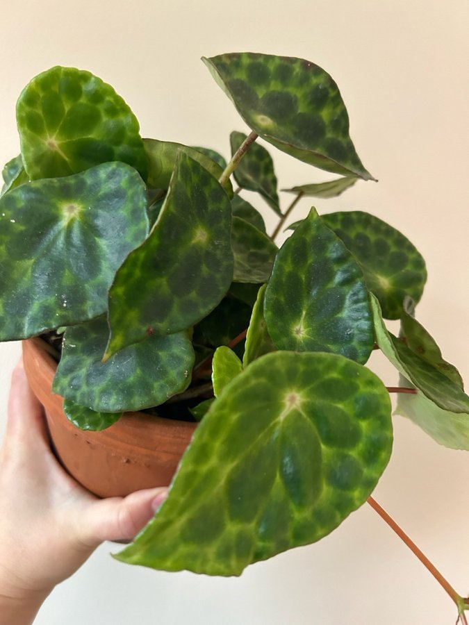 Begonia Kingiana