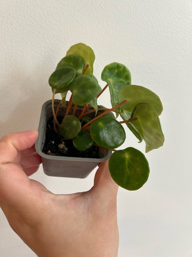 Begonia Kingiana