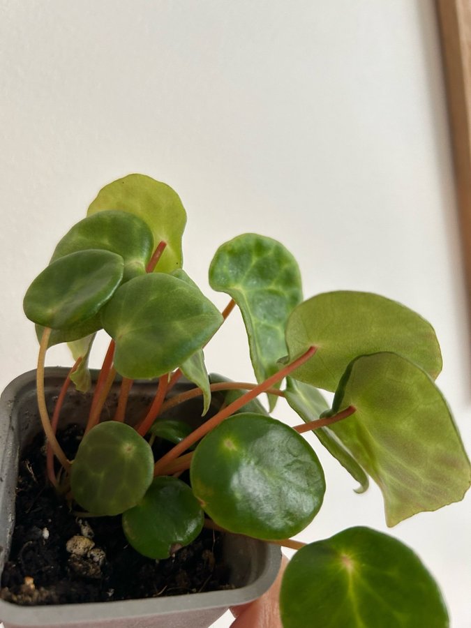 Begonia Kingiana