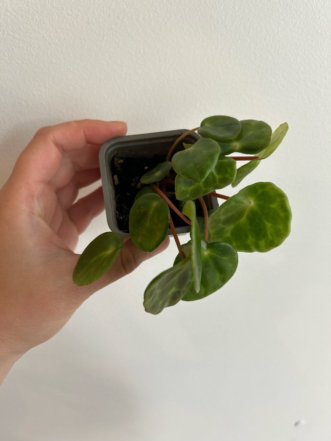 Begonia Kingiana