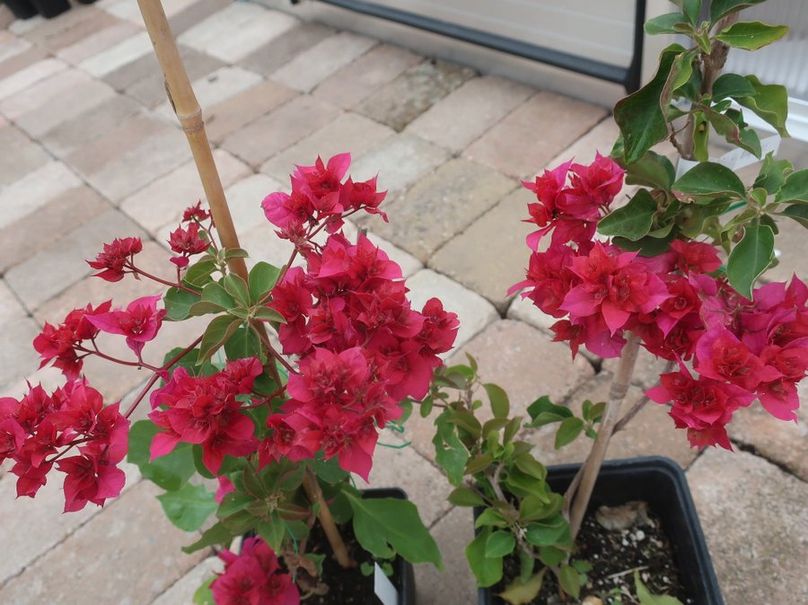 Bougainvillea - "Double Klong Fire" - Välrotad växt - 40 hög från jordkanten