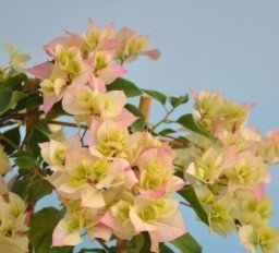 Bougainvillea - "Double Blank" -Välrotad flergrenad växt - ca 60 cm