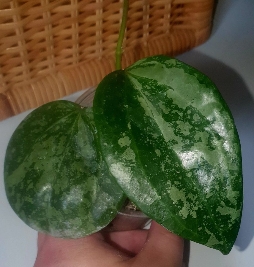 Hoya latifolia "Snow Queen"