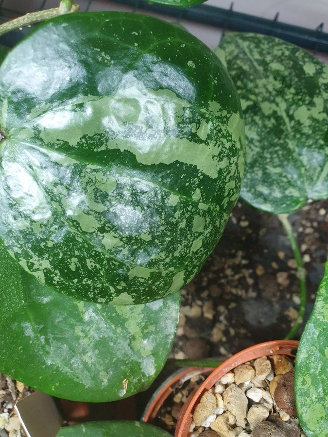 Hoya latifolia "Snow Queen"