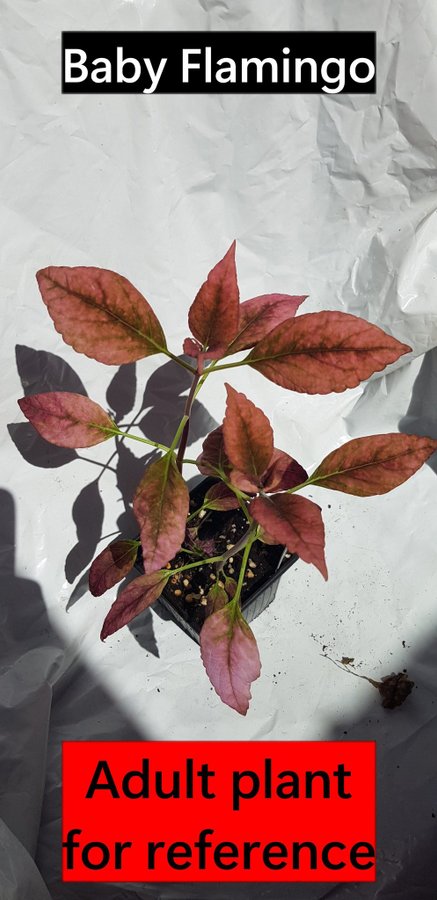 Coleus 'Baby Flamingo (Mariposa G2)'