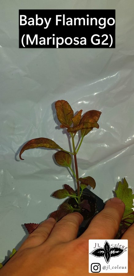 Coleus 'Baby Flamingo (Mariposa G2)'