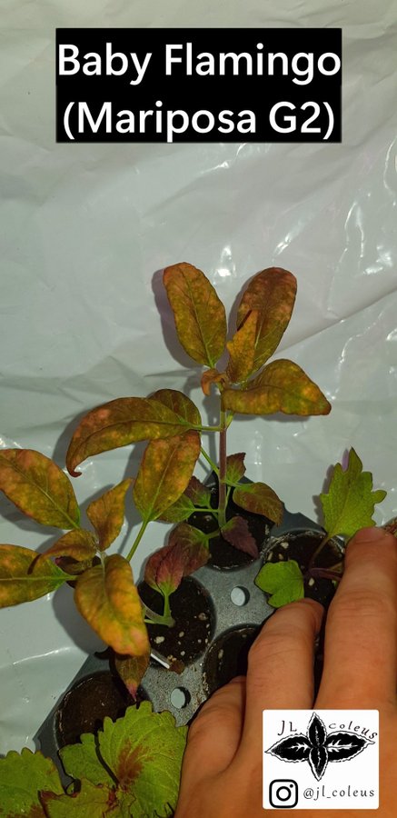 Coleus 'Baby Flamingo (Mariposa G2)'