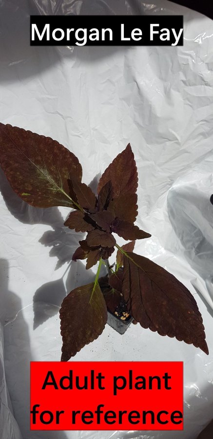 Coleus 'Morgan Le Fay'