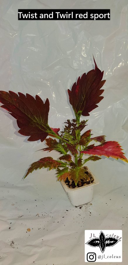 Coleus 'Twist and Twirl red sport'