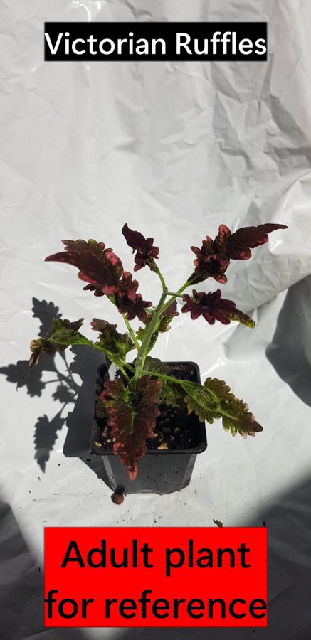 Coleus 'Victorian Ruffles'