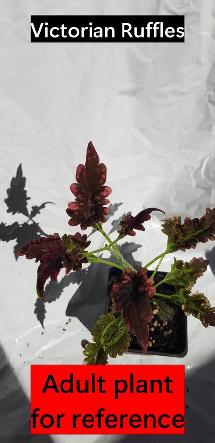 Coleus 'Victorian Ruffles'