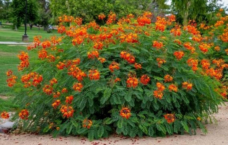 Påfågelsträd - Pride of Barbados (Caesalpinia pulcherrima) 5 frön