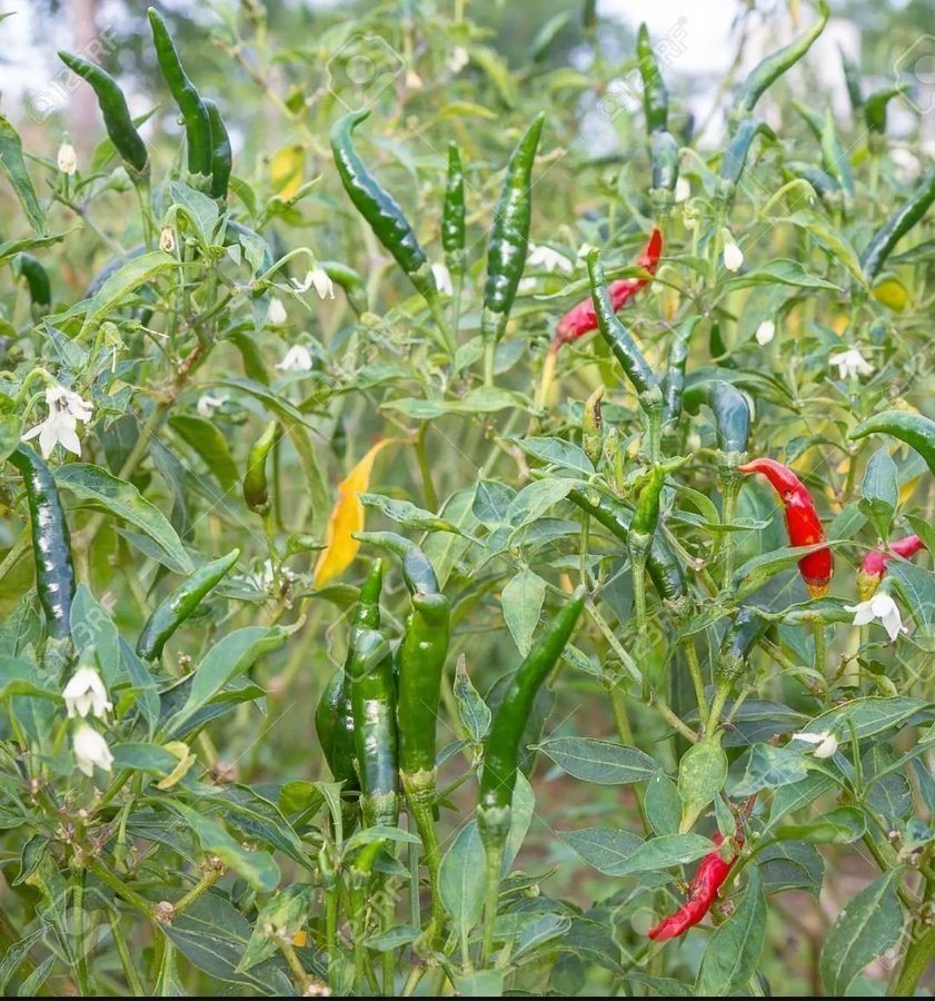 Thai Prik Soi Gai "Sri-pai Pepper" Chili 5 frön