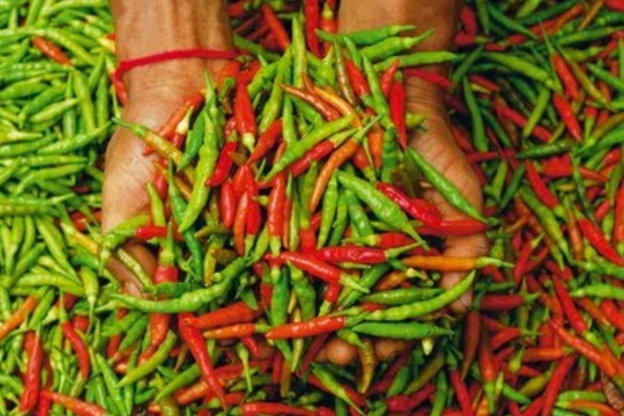 Thai Prik Soi Gai "Sri-pai Pepper" Chili 5 frön