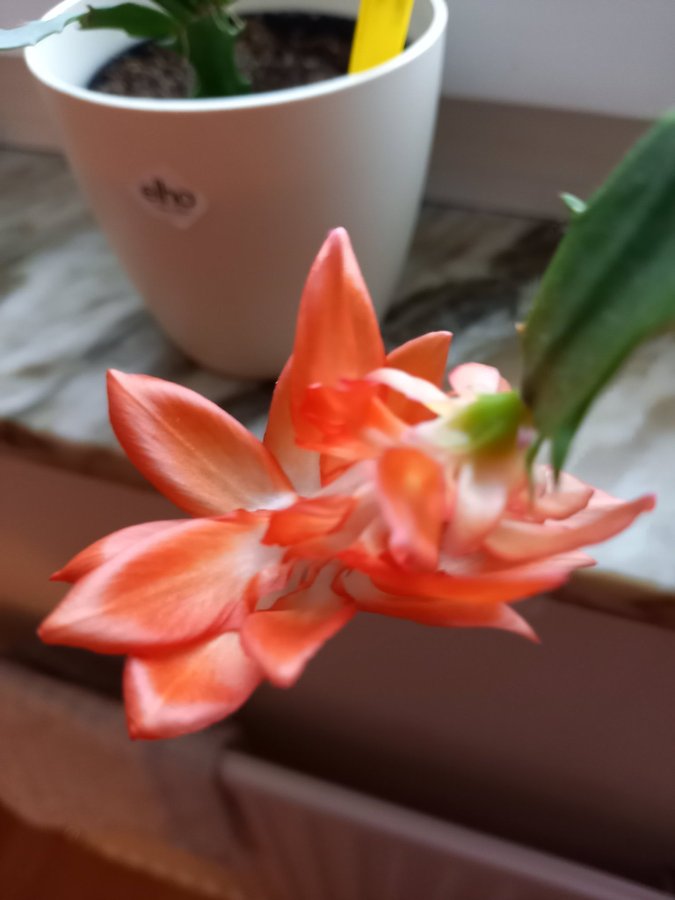 Schlumbergera Thor Wild Cactus ''Orange''orotad sticklingOvanlig sort!