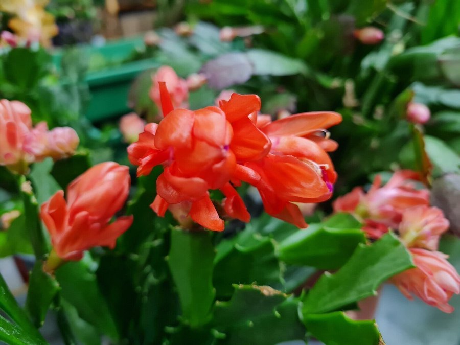 Schlumbergera Thor Wild Cactus ''Orange''orotad sticklingOvanlig sort!