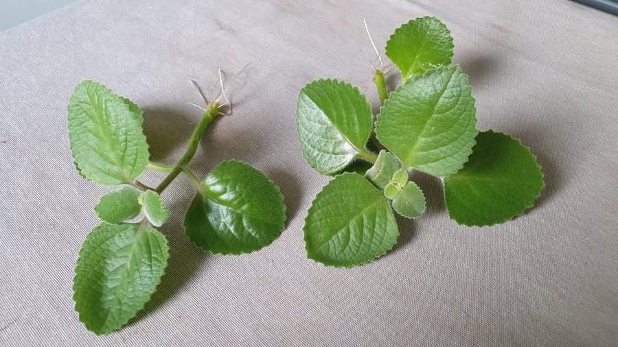 2 st KRYDDKARLBERGARE Plectranthus ambonicus ?Två små sticklingar med rötter