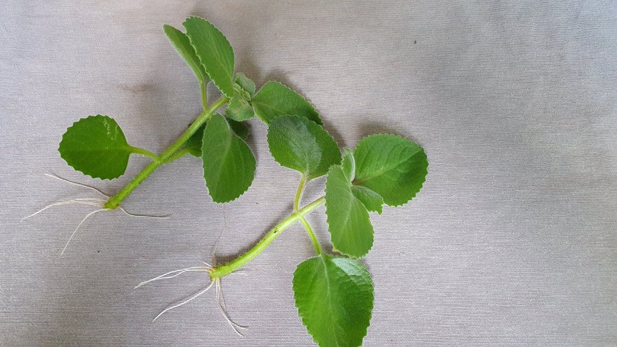 2 st KRYDDKARLBERGARE Plectranthus ambonicus ?Två små sticklingar med rötter