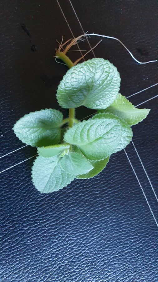 2 st KRYDDKARLBERGARE Plectranthus ambonicus ?Två små sticklingar med rötter