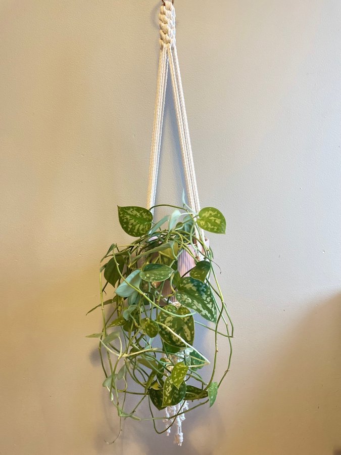 Ampel i makramé /plant hanger