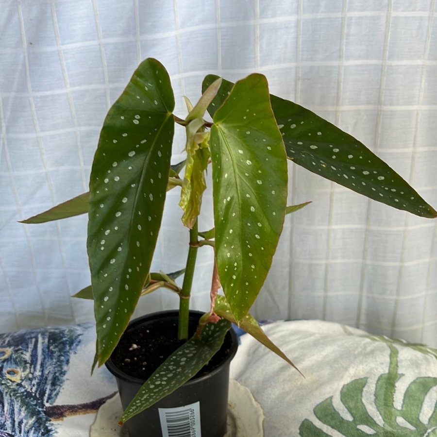 Begonia maculata