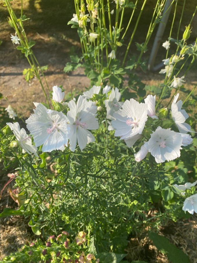 2 plantor av Vit rosa Myskmalva malva Alba Malva moschata Perenn